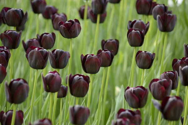 Viele schwarze Tulpen auf einem grünen Feld