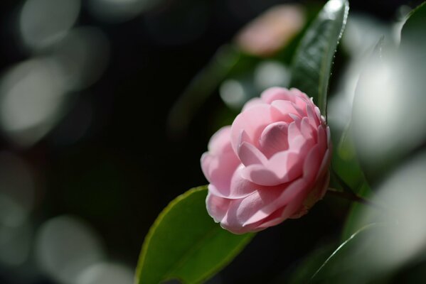 Camelia sobre un fondo borroso con hojas verdes