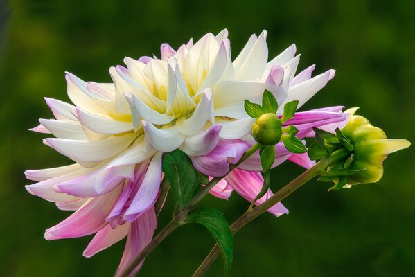 The bud of a white-pink dahlia