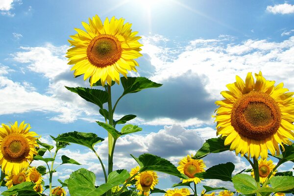 Girasoli gialli su uno sfondo di nuvole bianche