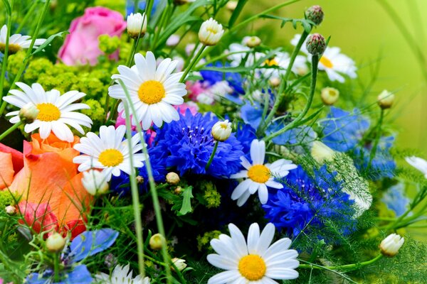 Fiori selvatici su uno sfondo di erba verde