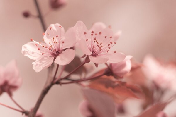 Cherry blossoms. Pink tenderness