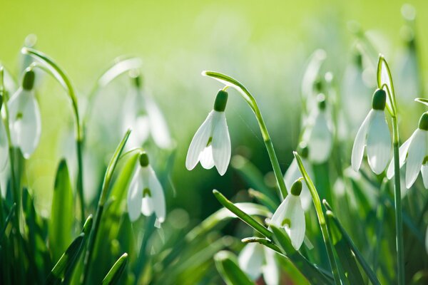 Suaves campanillas de nieve en los rayos del sol de primavera