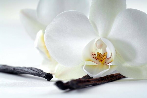 Fleur d orchidée avec des pétales blancs