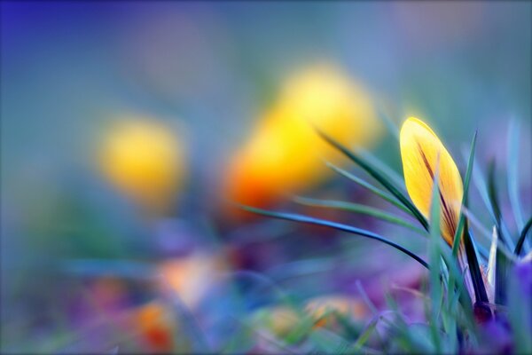 Crocus au lever du jour