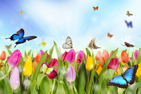 Butterflies and Tulips. Flowers. Nature