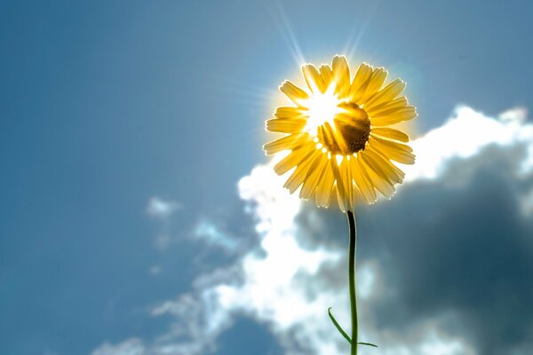 Girasol contra el cielo. Flor. Nubes