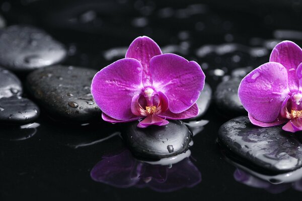 Purple orchids on the background of water and stones