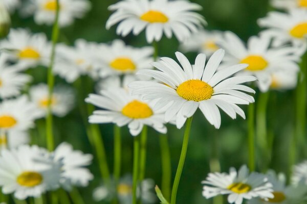 Gänseblümchen auf der Wiese, weiße Gänseblümchen auf der Wiese, Blütenblätter von weißen Gänseblümchen, weiße schöne Blüten