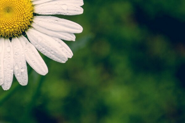 Macro photo of a daisy with a blurred background