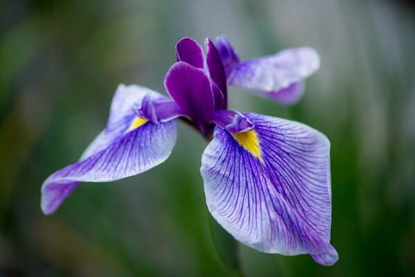 Iris individual grande con pétalos lila