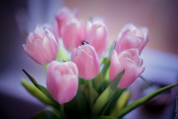 Blumenstrauß aus zarten rosa Tulpen