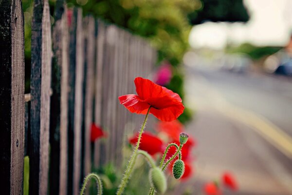 Las amapolas florecen cerca de la cerca