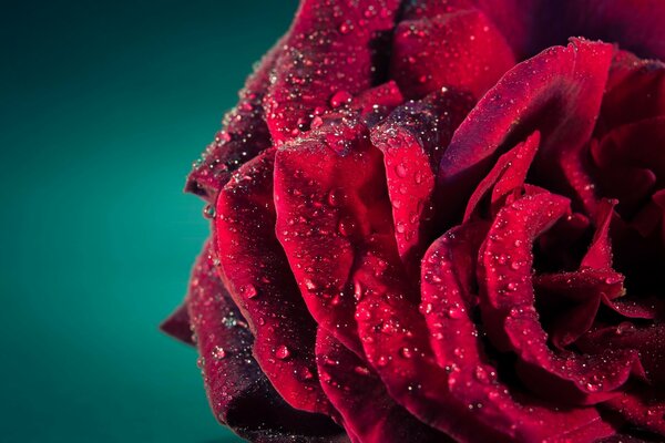 Dewdrops on rose petals