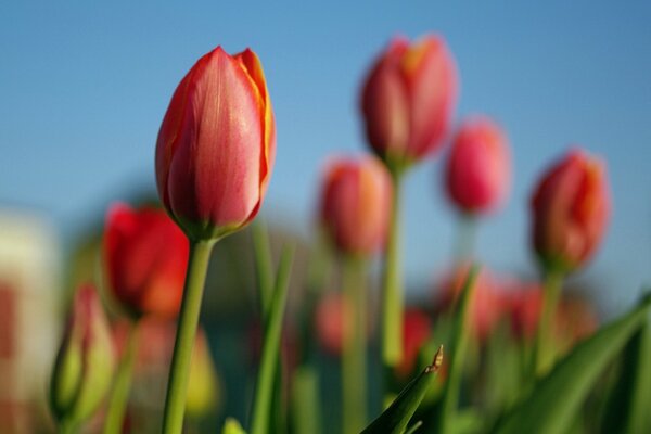 Brotes cerrados de tulipanes rojos