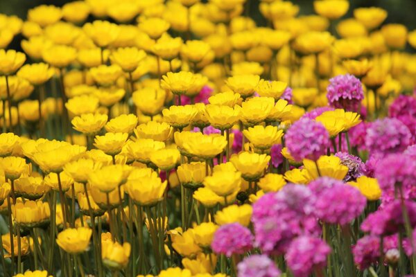 Feld mit gelben und rosa Blüten