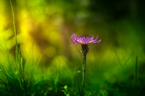 Desenfoque en la fotografía macro de la flor lila