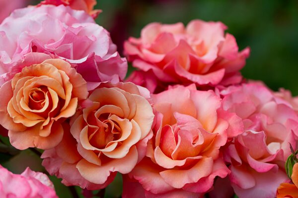 Brotes de flores Rosadas florecientes