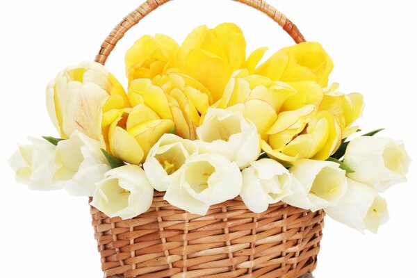 Gelbe und weiße Tulpen im Korb. gelbe Blumen. blumen im Korb