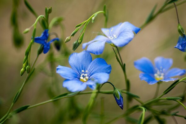 Нежные голубые полевые цветы