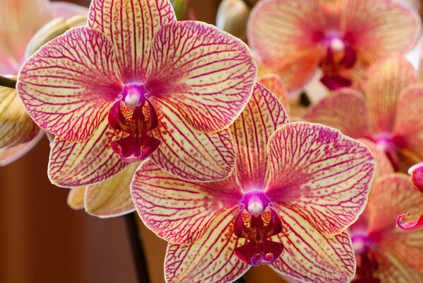 Exotic orchids with pink-yellow petals