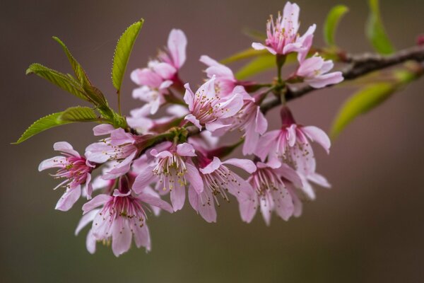 Rosa Sakura am Frühlingsmorgen