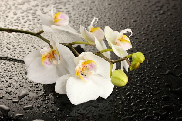 Fleur d orchidée blanche sur fond sombre avec des gouttes d eau