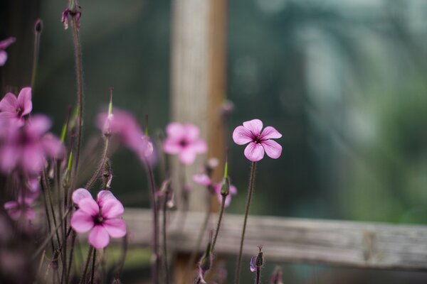 Ácido rosa, macro en la ventana