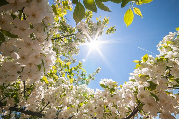 Spring flowers are blooming the sun is shining