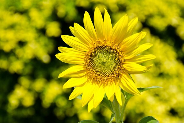 Sunflower on a background of yellow flowers