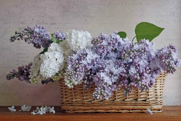 A basket of lilac in white and purple shades