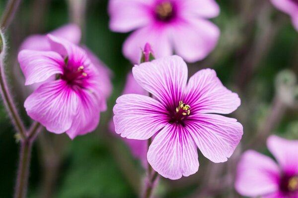 Brote de geranio rosa