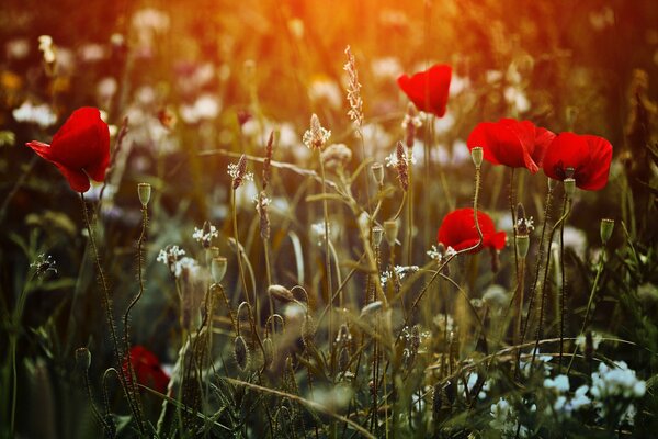 Coquelicot sauvage dans un beau champ