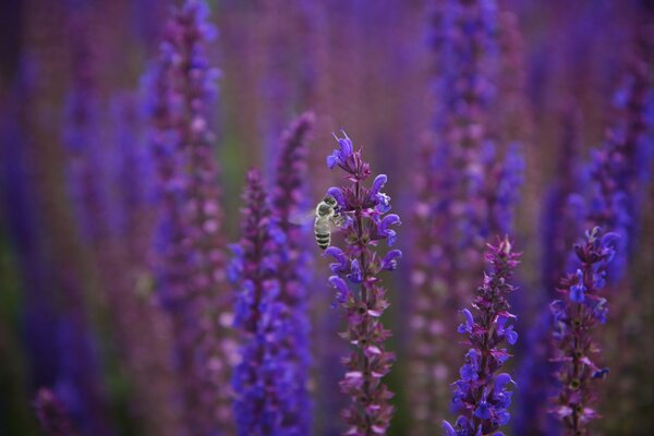 Ape su un fiore di salvia viola