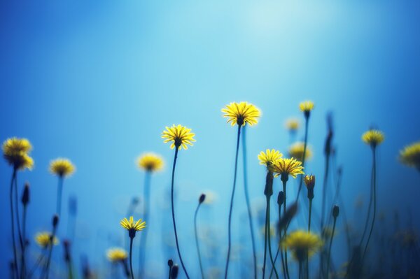 Gelbe Blüten auf Himmelshintergrund