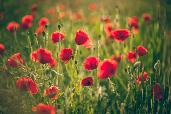 Red poppies among the grass