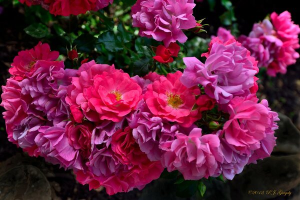 Delicate rose bush petals