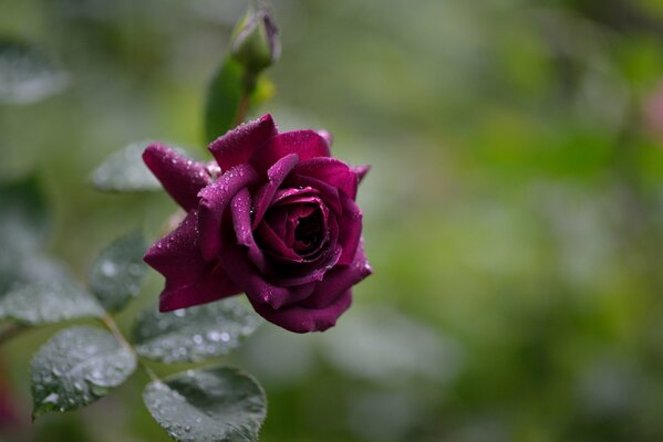 Mesmerizing burgundy Rose after the rain
