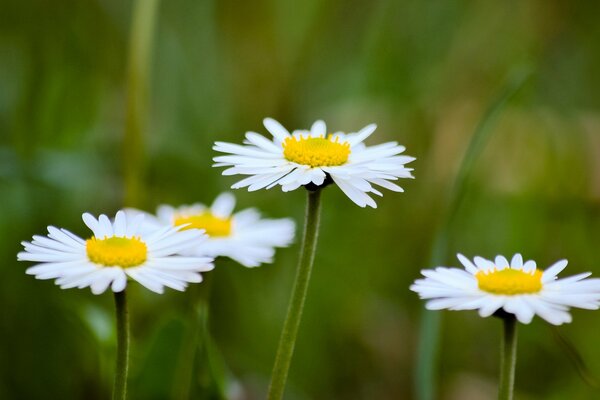 Primo piano di margherite sullo sfondo di un ambiente naturale