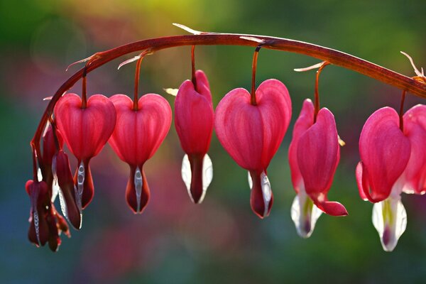 Pink flowers on a branch like a broken heart