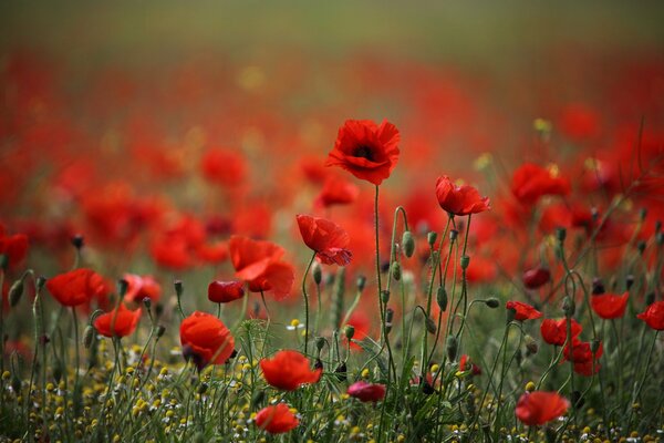 Red poppies bloomed in the field