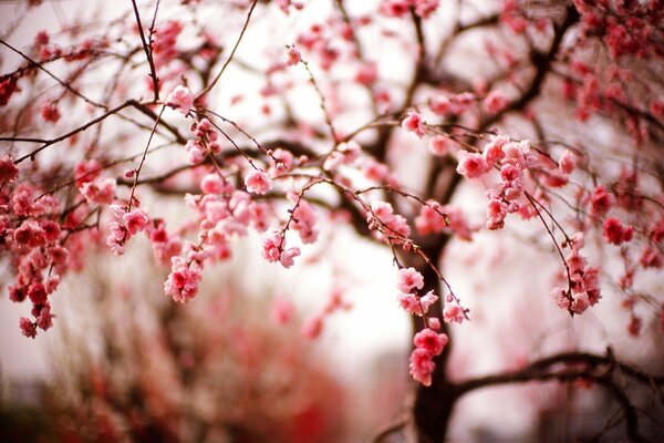 Flor de cerezo. Sakura en flor. floración de primavera