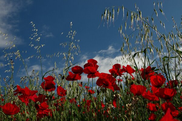 Rote Mohnblumen auf dem Sonnenfeld