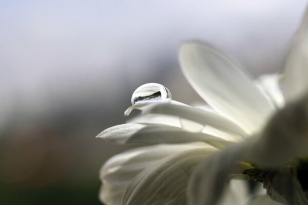 Dew drops on the petals of a white flower