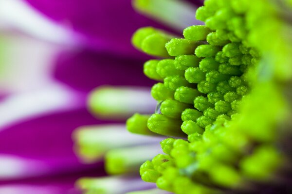 Macro ramo púrpura con vegetación