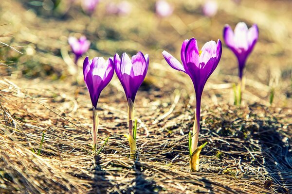 Fioletowe kwiaty w polu oświetla ich słońce