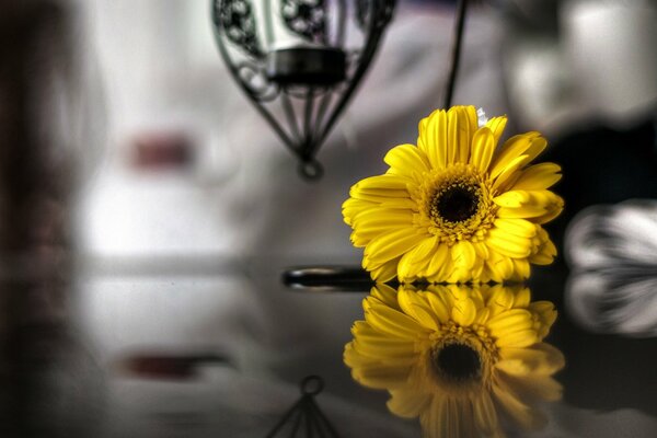 Yellow flower in black and white space