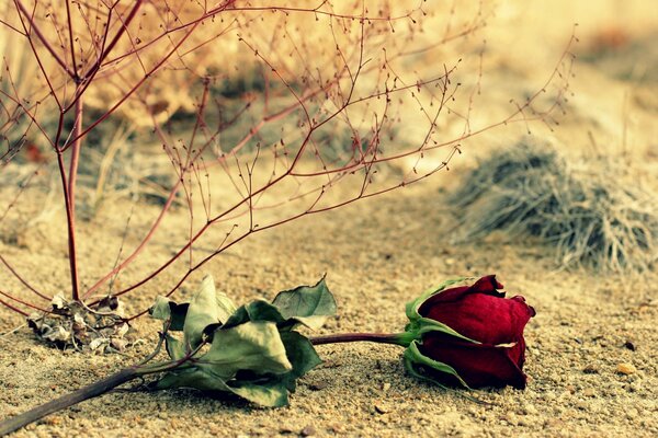 Rosa rossa sul terreno con erba secca