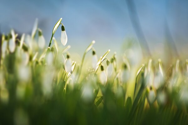 Campanillas de invierno blancas en primavera sobre un fondo borroso