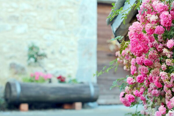 Pink flowers on a log bed